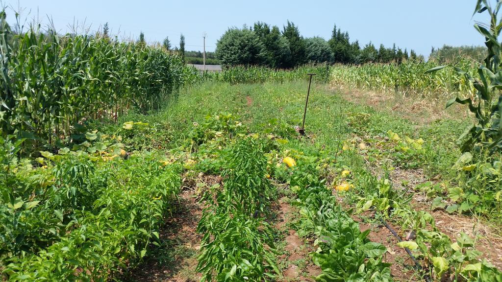 Appartamento Masseria Pesco Otranto Esterno foto